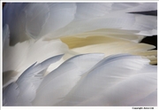 Mute-Swan-feathers-4